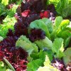 Organic Lettuce