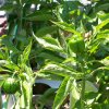 Organic Peppers