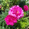 Peony Kansas