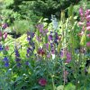 Perennials