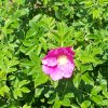 Rosa Rugosa
