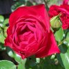 Rose Dublin Bay