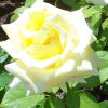 Rose Helmut Schmidt