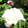 Rose John F Kennedy