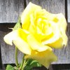 Rose Royal Gold