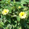 Thunbergia