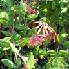 Trumpet Honeysuckle